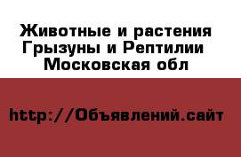 Животные и растения Грызуны и Рептилии. Московская обл.